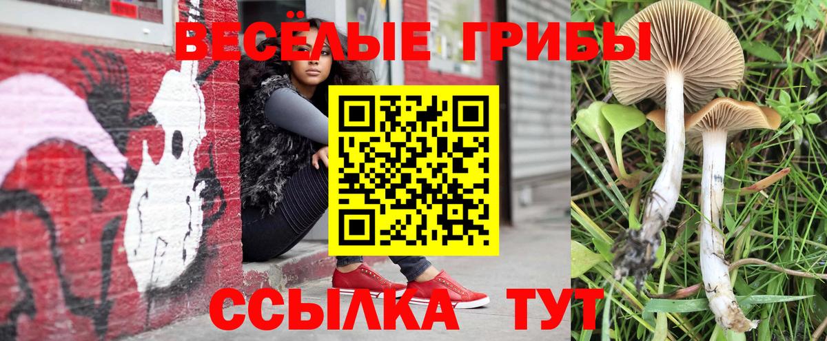 Псилоцибиновые грибы Psilocybine cubensis Солнечногорск